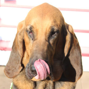 Meet your Posher, Raleigh